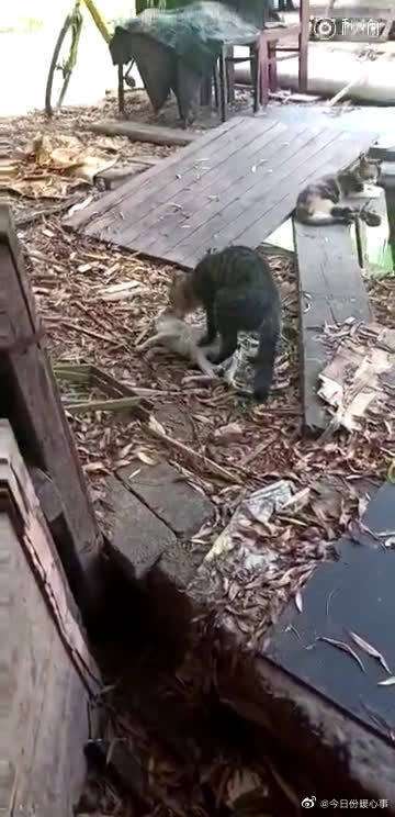 小猫掉河里,猫妈亲自叼上来抢救...